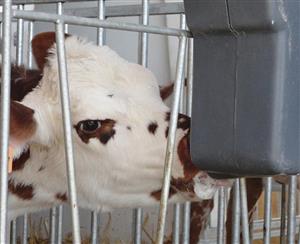 Sistemul MilkBar de alaptare a viteilor 